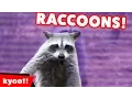 Download Lagu The Funniest Raccoon Videos of 2016 Weekly Compilation | Kyoot Animals