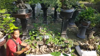 Download Bahan bonsai waru super istimewa, harga mulai dari 500rb - 5jt @asimanbonsaisidawangi5599 MP3