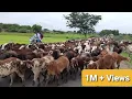 Lagu Top Viral Sheep Video || Sheep and Goat videos || Baa Baa Black Sheep||भेड़ और बकरी के वीडियो