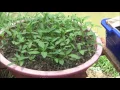 Download Lagu Cara Menyemai Cabe yang Mudah dan Simpel 4 hari Sudah Sprout