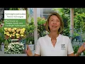 Hydrangeas Demystified Chapter 4 Hydrangea Paniculata Hydrangea Arborescens