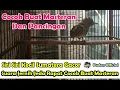 Download Lagu SIRI SIRI KECIL SUMATERA GACOR SUARA JERNIH DAN JEDA RAPAT AMPUH UNTUK PANCINGAN DAN MASTERAN
