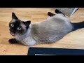 Siamese cat meowing and chirping when asked if he wants to go outside