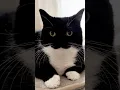 Download Lagu I'm Uni! :3  #catsofyoutube #cat #cutecat
