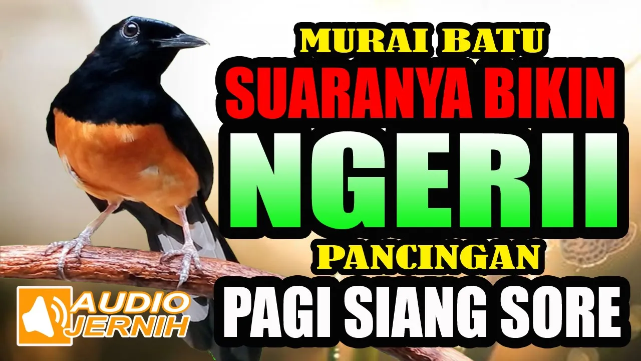 
          
          
          
            
            SUARA  MURAI BATU TERBAIK BIKIN NGERII | shama bird mastering & long singing
          
        . 