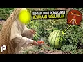 Air Buah Semangka Ternyata dari Surga, Pantas Rasulullah Suka!