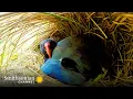 Download Lagu A Rare Pair of Chicks for the Exotic and Endangered Takahe 🐥 Into The Wild New Zealand | Smithsonian