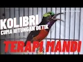 Download Lagu HITUNGAN DETIK PASTI KONIN NYAUT \u0026 GACOR | Pancingan Kolibri Ninja Bahan Agar Bunyi, Terapi Konin