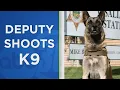 Tulare Co K9 shot after it mistakes undercover detective as carjacking suspect