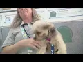 The proper way to get your pet through airport security