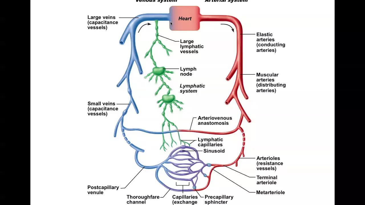 Chapter 19 Blood Vessels - Parts A and B
