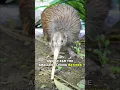 Download Lagu Kiwi | The Cute Flightless Bird