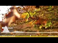 Download Lagu Ontspan je hersenen met traditionele muziek Jaranan - Grajakan