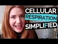 Cellular Respiration Simplified