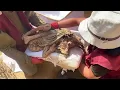 Download Lagu Archaeologists Find 1,200-Year-Old Mummy With Skin and Hair