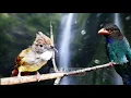 Download Lagu cak jenggot vs tengkek buto suara jernih jeda air
