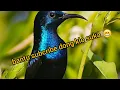 Download Lagu suara pikat burung kecil