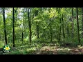 Download Lagu Relaxing Forest Sounds and Birdsong for a Long Sleep - 8 hours