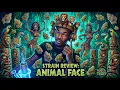 Animal Face Strain Review The Most POTENT Jungle Terps WILD EFFECTS