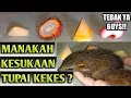 Download Lagu MAKANAN MANAKAH YANG PALING DI SUKAI TUPAI KEKES??