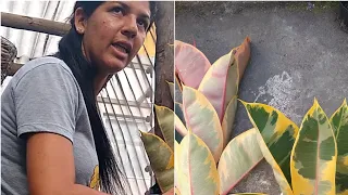 COMO FAZER MUDAS DO FICUS ELÁSTICA RUBY 😂😂😂 errei o nome😂😂Maria Ficou Braba 😂😂