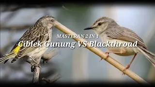 masteran 2 in 1 ciblek gunung vs blackthroat