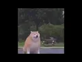dog disappearing meme