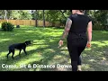 Best Dog Training Toledo Ohio 8 Month Rescue Mix Citizen Dot