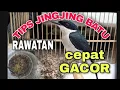 Download Lagu CARA MERAWAT BURUNG JINGJING BATU AGAR CEPAT GACOR