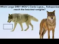 Which Large GREY WOLVES Canis Lupus Subspecies reach the highest weights