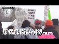 CNY SPCA faces staff walkout over alleged neglect and poor conditions