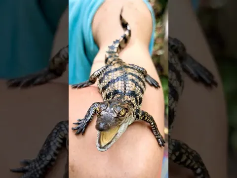 CROCODILE Hacks for Survival in the Forest!