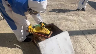 S2E23 Relocating my honeybees (Dominican Republic)