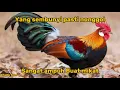 Download Lagu JERNIH No 1 !!! suara pikat ayam hutan jantan terbaik 2025