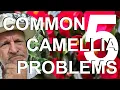 Common Camellia Problems and Treatment and Recovery