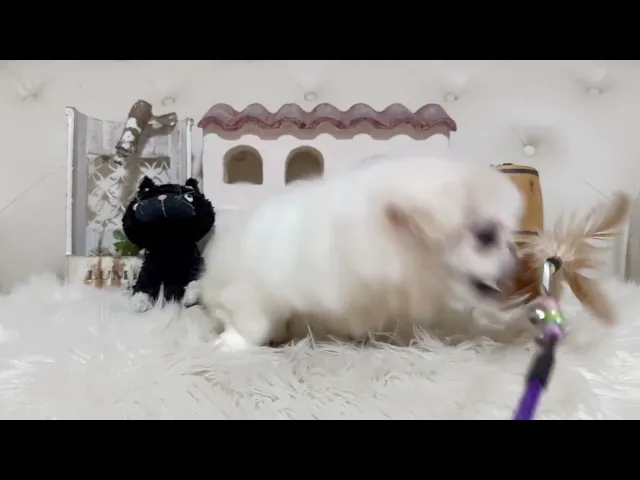 動画