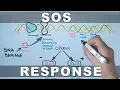 SOS Response and DNA Repair