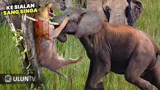 Download Beginilah Nasib Singa Akibat Bikin Gajah Marah! Momen Perlawanan Gajah Terhadap Hewan Buas MP3