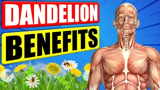 Download DANDELION BENEFITS - 12 Impressive Health Benefits of Dandelion MP3