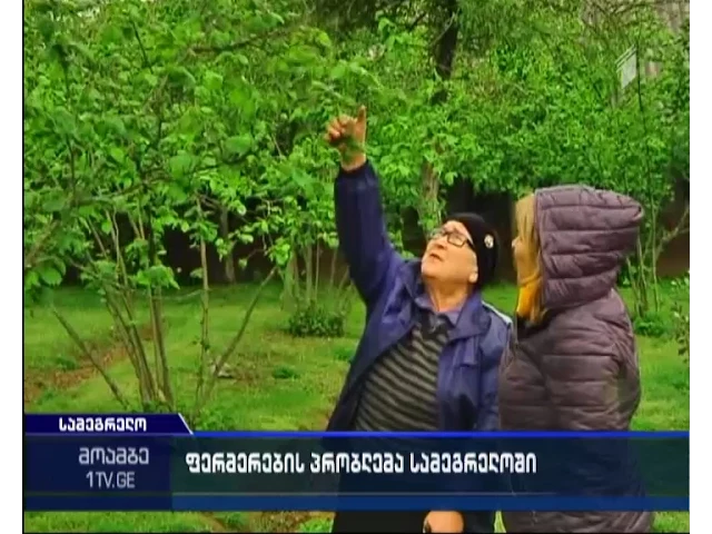 თხილის ტკიპა  - დასავლეთ საქართველოში თხილის მოსავალს საფრთხე ემუქრება