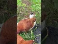 Update on Cocoa