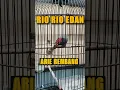 Download Lagu JALAK RIO RIO TELER ISIAN PEDES