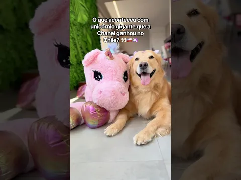 E unicórnio gigante que a Chanel ganhou no Chile? 👀🦄🇨🇱 #golden #goldenretriever #pets #cachorro