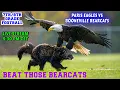 Download Lagu Pairs Eagles VS Booneville Bearcats 7th\u00268th grade Football
