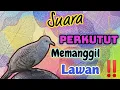 Download Lagu Suara Unik Dan Langka || Perkutut lokal GACOR memanggil lawan ‼️