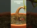 120Days in 1min- Growing durian tree from 🌰seed #@you short# vedio