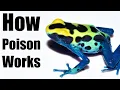 How a Poison Dart Frog Kills You