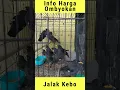 Download Lagu Harga Burung Jalak Kebo ombyokan terbaru !! 2023 @hobimuraichannel