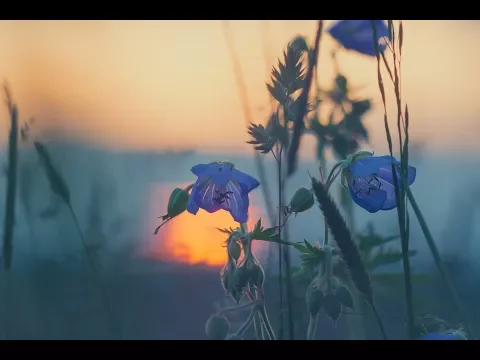 Folk and Acoustic Conscious Mix & The Cinema Scribe