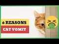 Cat Vomiting Undigested Food Top 6 Reasons Explained